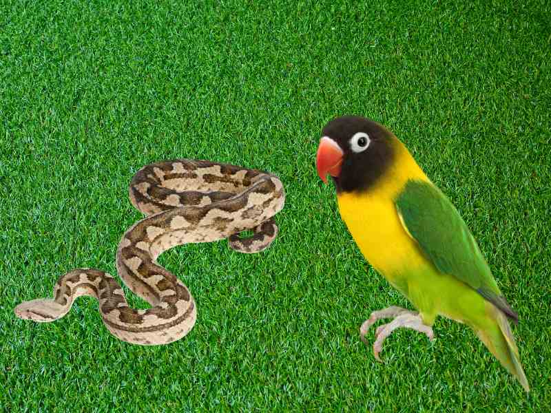 ¿es recomendable el césped artificial para mascotas?
