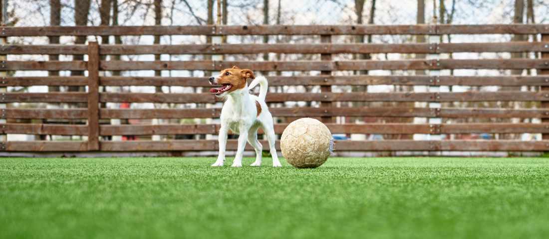 césped artificial para perros
