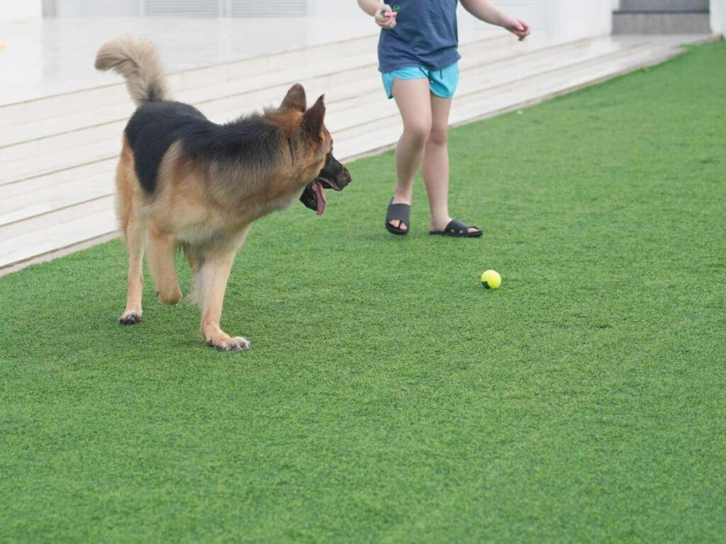 beneficios césped artificial para perros